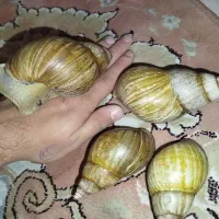 حلزون افریقایی و ترمیم کننده|خزنده|تهران, یافتآباد|دیوار