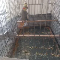 عروس هلندی بسیار جوان صدای موبایل هم در میاره