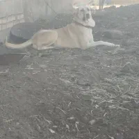 واگذاری ماده عراقی 9ماهه