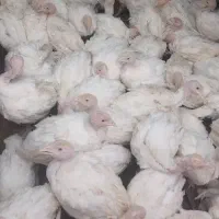 جوجه بوقلمون بیوتی