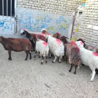 11 راس میش جوان دو رگه|حیوانات مزرعه|تربت‌حیدریه, باغ سلطانی|دیوار