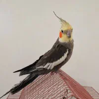 عروس هلندی تخم گذار جفت