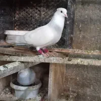 کبوتر تزیینی طوقی ابی|پرنده|قم, کاسه گران|دیوار