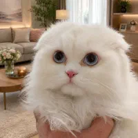 گربه اسکاتیش