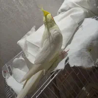 عروس هلندی نر سخنگو لوتینو|پرنده|مشهد, شیرودی|دیوار