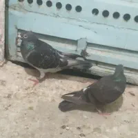پلاکی