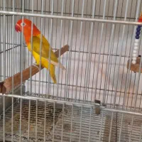 طوطی برزیلی رنگ خاص|پرنده|زرگرشهر, |دیوار