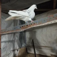 تعداد ی کفتر|حیوانات|پاکدشت, پاکدشت (مامازند)|دیوار