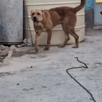 سگ نگهبان|سگ|باغستان, |دیوار