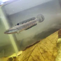 چانا|ماهی|برخوار, |دیوار