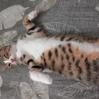 گربه شیطون و مهربون|گربه|رشت, اسماعیل آباد|دیوار