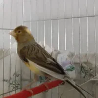 قناری نر