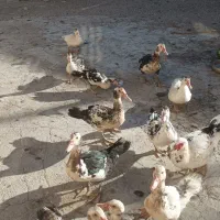 اردک|حیوانات مزرعه|میانه, |دیوار