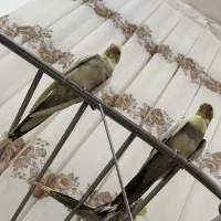 عروس هلندی