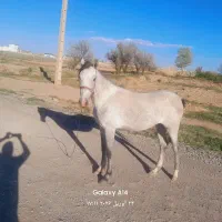 کره اسب|اسب و تجهیزات اسب‌سواری|اسفرورین, |دیوار