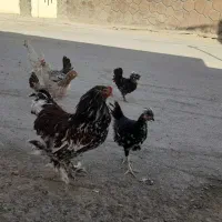 خروس برهما|حیوانات مزرعه|اصفهان, گورتان|دیوار
