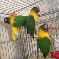 کوتوله فیشر