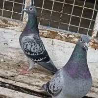 جفت پلاکی مولد گرفتنی
