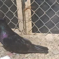 ماهشهر|پرنده|چمران, |دیوار