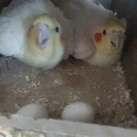 عروس هلندی سخنگو