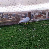 ‌کبوتر‌پرشی