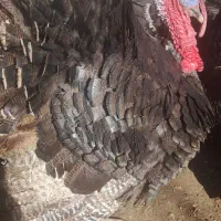 بوقلمون محلی