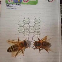 کتابهای تیزهوشان،مکمل نهم،هشتم،جزوه علوم،دفتر عربی