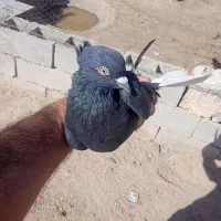 زاغ دمسفید کاکل