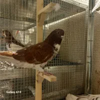 تعدادی کبوتر بلندپرواز وسیاه و|پرنده|شیراز, تندگویان|دیوار