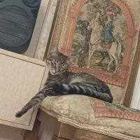 گربه رایگان سالم و خونگی