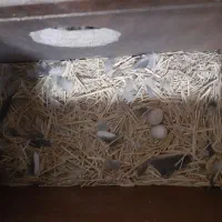 عروس هلندی مولد با قفس و تخم|پرنده|سراب, |دیوار