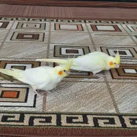 عروس هلندی|پرنده|دزفول, |دیوار