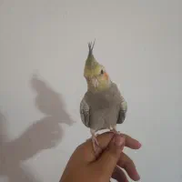 عروس هلندی گمشده خیابان فاطمه زهرا کوثر۴