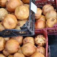 انار تفت|حراج|یزد, |دیوار