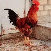 مرغ و خروس