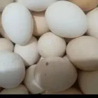 تبدیل تخم مرغ به جوجه