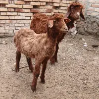 دوراس بره نر ماده