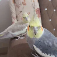 عروس هلندی مولد اهلی وسخن گو|پرنده|ماکو, |دیوار