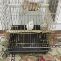 عروس نر و ماده هستش