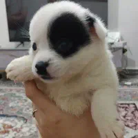 توله پامر اشپیتز|سگ|بابل, |دیوار