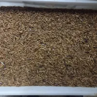 میلورم مفت|خزنده|مشهد, قائم|دیوار