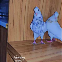 طوقی معاوضه ای|پرنده|دهدشت, |دیوار