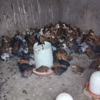 جوجه مرغ اصلاح نژاد