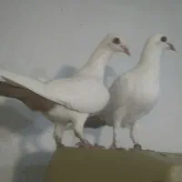 جفت دمزردعطیقه