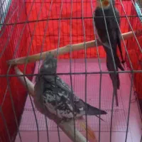 یک جفت مولد|پرنده|بندر انزلی, اطبا|دیوار