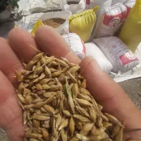 جو محلی بذری|خدمات باغبانی و درختکاری|گمیشان, |دیوار