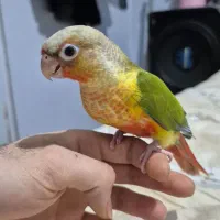 سه تا جوجه گرینچیک اناناسی دون خور