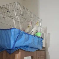 عروس با ۲جوجه سرلاکی