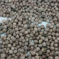 فروش گردو