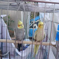 عروس هلندی